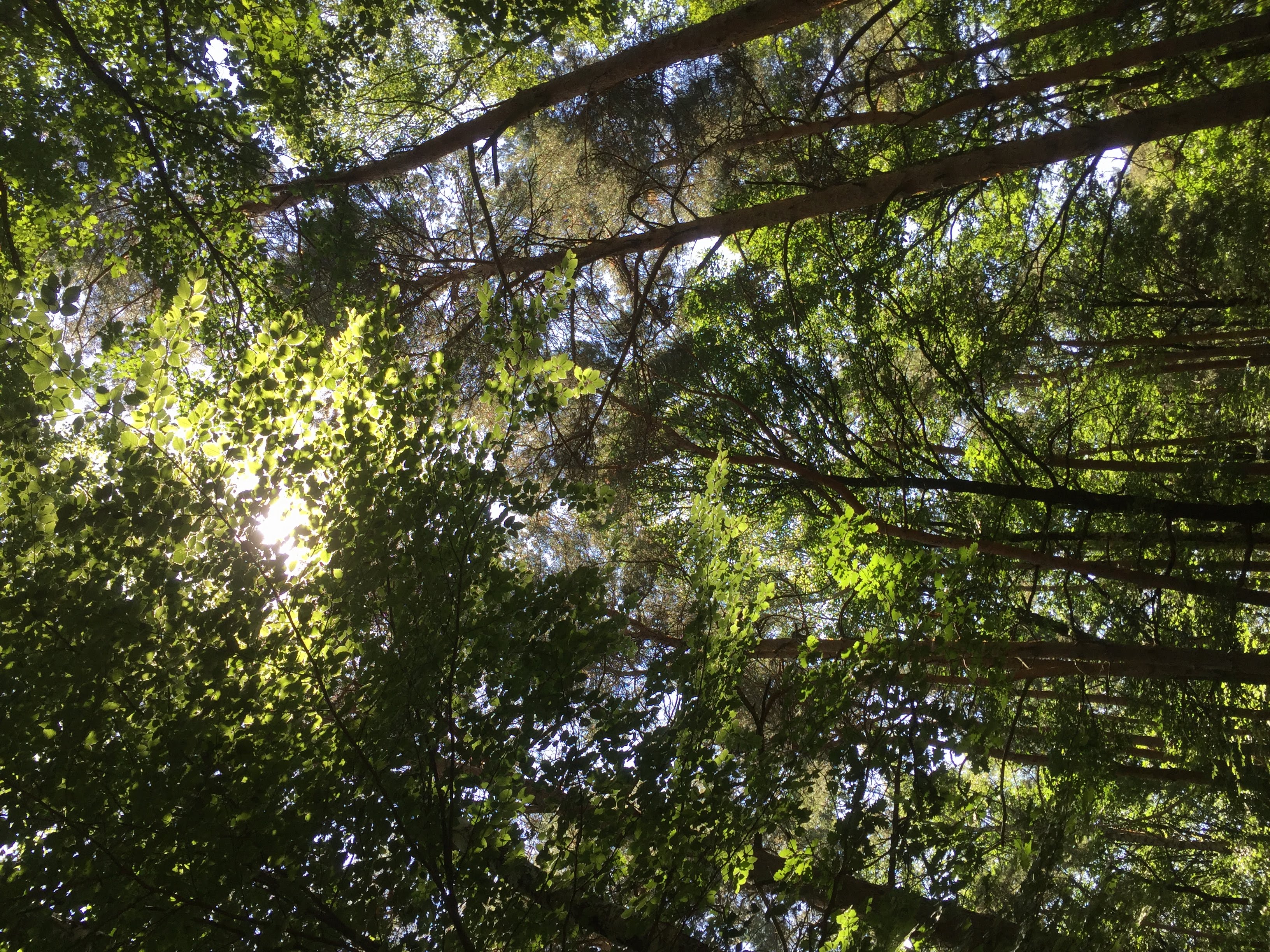 Wanderer: Von Klein Reken zur Napoleonsbuche